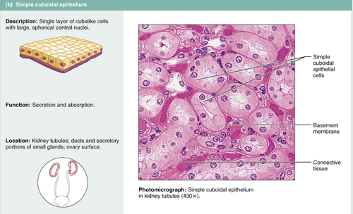 <ul><li><p>1 layer, tightly packed, cube-shape </p></li><li><p>it stores things, secretion, absorption</p></li><li><p>lumen is found </p></li><li><p>found in: ovaries, kidneys, ducts of glands </p></li><li><p>has nucleus </p></li></ul><p></p>
