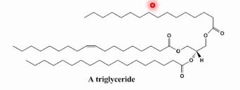 <p>3 Ácidos graxos esterificados em uma molécula de glicerol completamente apolar estocada na forma anidra.</p>