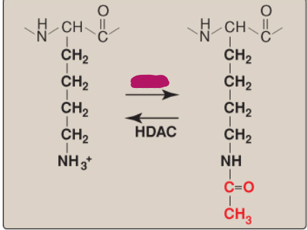 <p>Name this component of lysine acetylation/deacetylation.</p>