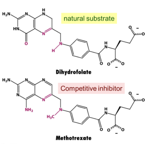 <p>Methotrexate (anti-cancer) →&nbsp;target dihydrofolate reductase, an enzyme involved in nucleotide biosynthesis in tumor cells. </p><p>Very similar structure → only differs in 2 places</p>
