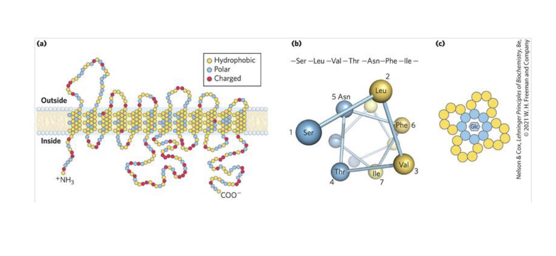 <ul><li><p>GLUT1 is a&nbsp;<strong>highly organized protein</strong>&nbsp;with 12 α-helices forming a pore.</p></li><li><p>One side of the pore is&nbsp;<strong>hydrophobic</strong>&nbsp;(facing the membrane), while the&nbsp;<strong>interior lining</strong>&nbsp;has&nbsp;<strong>polar amino acids</strong>.</p></li><li><p>Glucose, with many&nbsp;<strong>polar hydroxyl (–OH) groups</strong>, interacts via&nbsp;<strong>hydrogen bonds</strong>&nbsp;with these polar residues.</p></li><li><p>These specific interactions&nbsp;<strong>stabilize glucose</strong>&nbsp;in the channel and allow selective transport — this is the basis for&nbsp;<strong>substrate specificity</strong>.</p></li></ul><p></p>