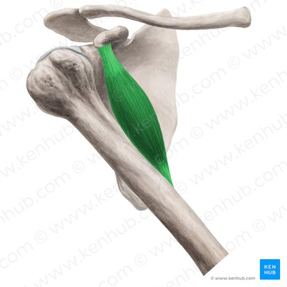 <p>What muscle is highlighted in green? Where’s it origin and insertion? Also what innervation and action does it have?</p>