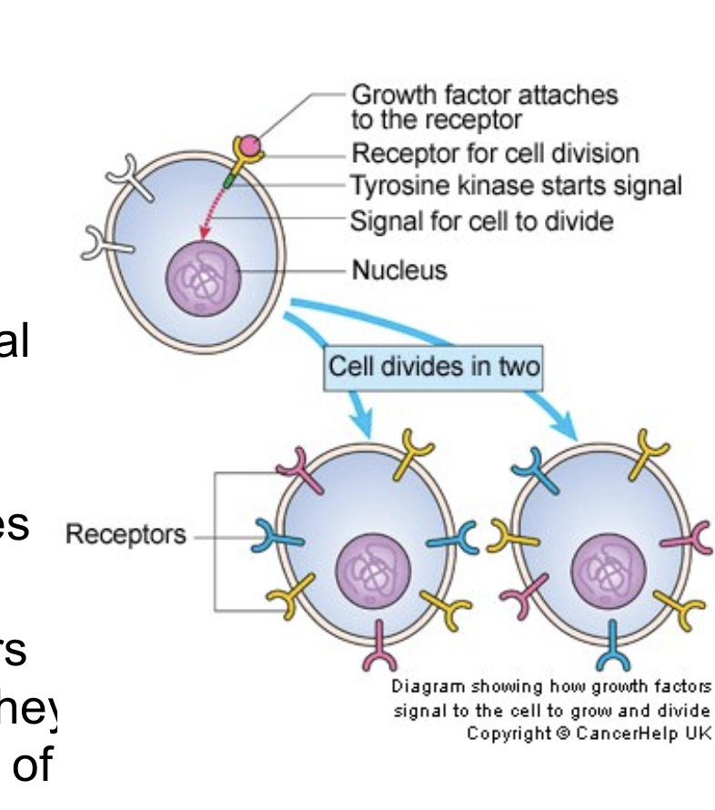 growth factors