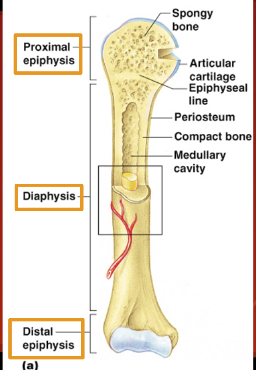 <ul><li><p><span style="font-family: &quot;Trebuchet MS&quot;, sans-serif">Proximal and distal</span></p><ul><li><p><span style="font-family: &quot;Trebuchet MS&quot;, sans-serif">Spongy bone</span></p></li><li><p><span style="font-family: &quot;Trebuchet MS&quot;, sans-serif">Red bone marrow = where blood cells form</span></p></li></ul></li></ul><p></p>