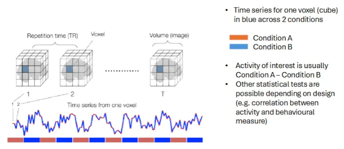 <ul><li><p>Each frame / voxel is like a snapshot of the brain at one moment. </p></li><li><p>The graph highlights how the signal in one time spot (voxel) changes over time. </p></li><li><p>The coloured bars indicate when different tasks are happening - this helps us link brain regions to specific activities. </p></li></ul><p></p>