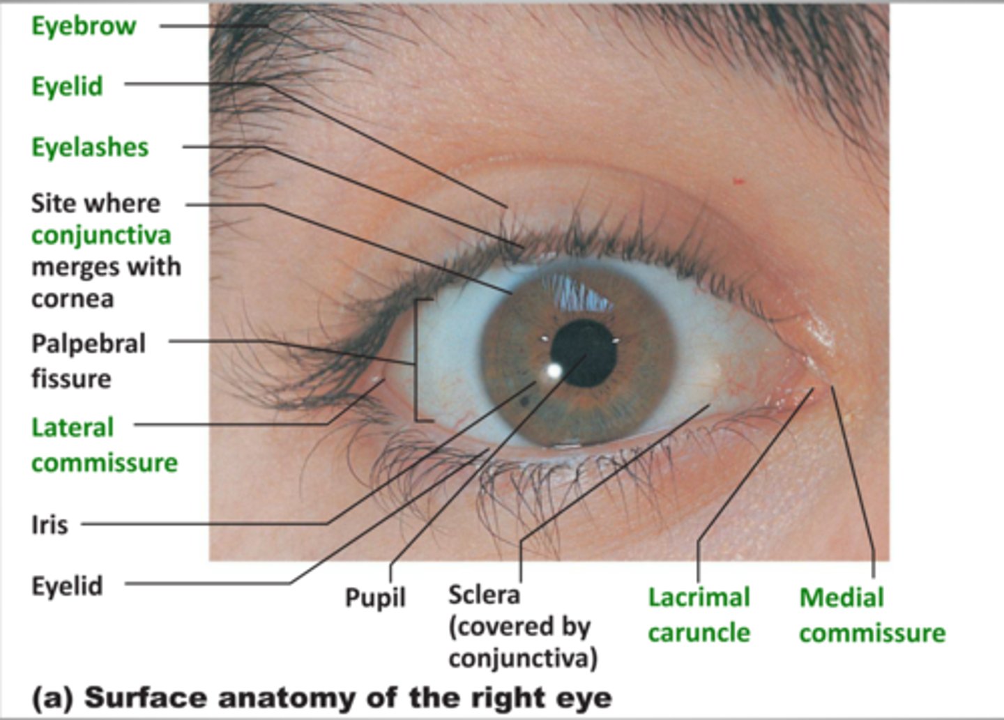 <p>protect the eyeball, no role in vision</p><p>-eyebrows, eyelashes, upper and lower eyelids, conjunctiva, lacrimal apparatus, extrinsic eye muscles</p>