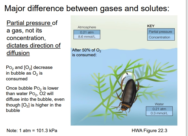 <ul><li><p>The beetle traps an air bubble under its body while underwater.</p></li><li><p>Inside the bubble: O₂ is used up as the beetle breathes, so PO₂ in the bubble drops.</p></li><li><p>The water around the bubble still has a higher PO₂, even though the O₂ concentration in water is lower than in the bubble (air).</p></li><li><p>Because gases diffuse according to partial pressure, O₂ from the water diffuses into the bubble, replenishing it.</p></li></ul><p></p><ul><li><p>(O₂ can move <strong>into</strong> the bubble even if the bubble still has more O₂ molecules (higher concentration)as long as its <strong>partial pressure</strong> is <strong>lower</strong> than the surrounding water’s)</p></li></ul><p></p>