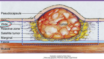 <p>Surgical Principles - oncology</p>