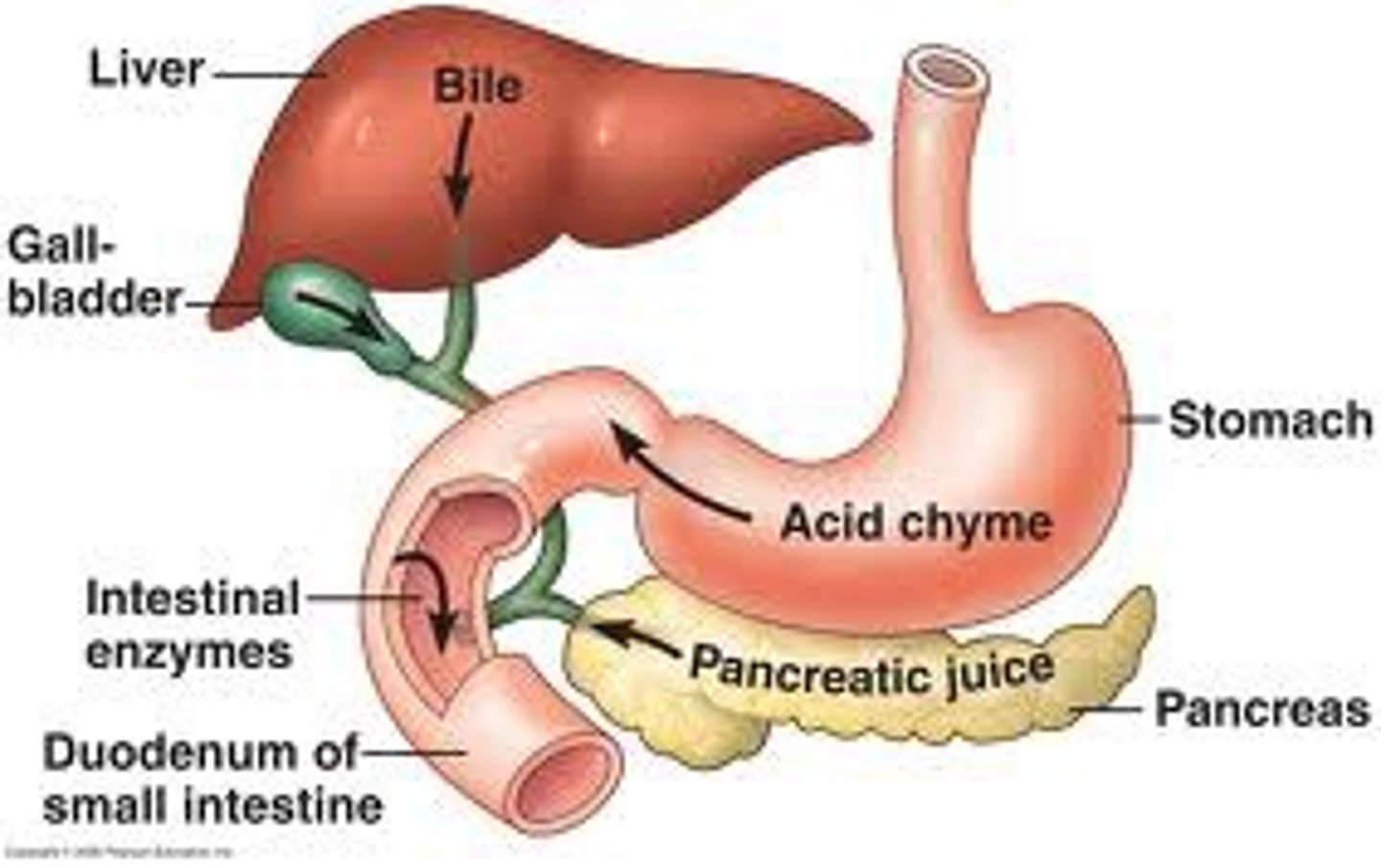 <p>Breaking food up into smaller pieces through the use of enzymes and other digestive juices</p>