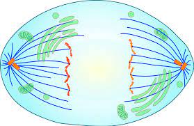 <p>what stage of mitosis is this?</p>