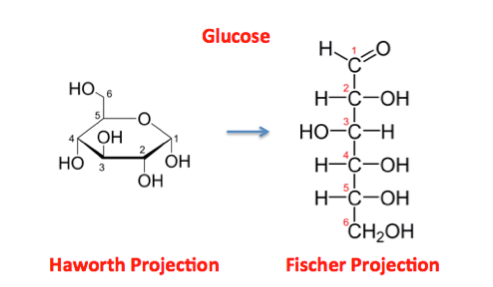 <p>d. glucose</p>