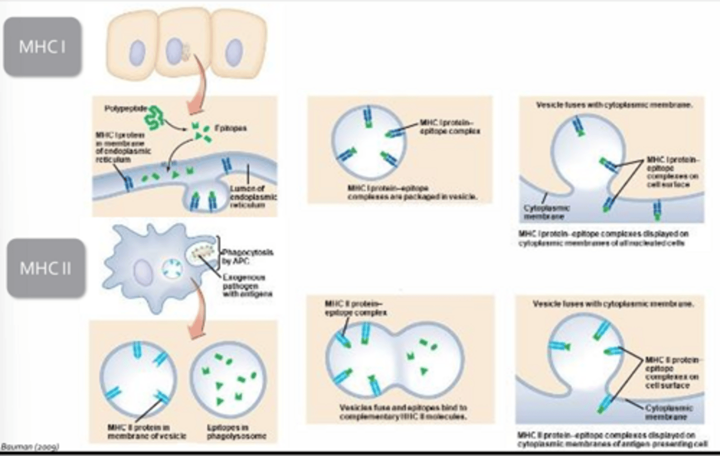 <p>MHC 1:</p><p>- Involves processing of endogenous, cytoplasmic proteins which are then loaded onto MHC I within the endoplasmic reticulum</p><p>- The MCH-antigen complex is then packaged and transported to the plasmamembrane by vesicles</p><p>- Every nucleated cell in the body is constantly sampling and presenting fragments of cytoplasmic proteins via MHC 1</p><p>- Induces self-proteins, but viral proteins if cell is infected</p><p>MHC 2:</p><p>- Exclusive to professional antigen presenting cells</p><p>- Exogenous antigens are taken up by the cell through phagocytosis and processed by combining the resultant phagosome with a lysosome to create a phagolysosome</p><p>- Once the exogenous proteins have been digested into smaller fragments, the phagolysosome is fused with a vesicle containing MHC 2 molecules</p><p>- The antigenic fragments are then loaded onto MHC and sent to plasmamembrane for insertion</p>