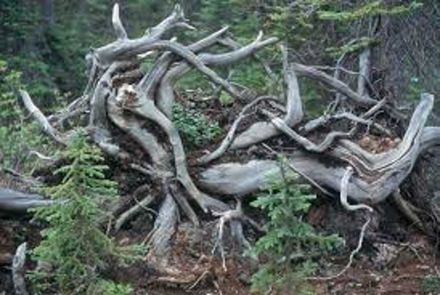 <p>Knotted; twisted; lumpy</p>