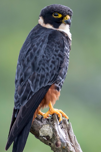 <p>What bird is this?</p>