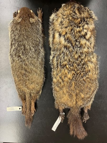 <p>- main body is size of forearm</p><p>- largest ground squirrel</p><p>- furry tail</p><p>- brown/blonde fur</p>