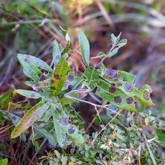 acorns which grow on the species lack stalks
leaves are narrow and curved (revolute), with a white–silvery underside