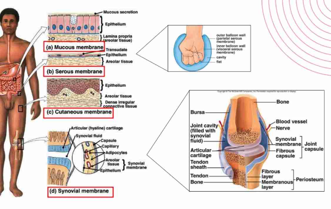 <p>Support, protection, and storage of calcium and phosphorus.</p>