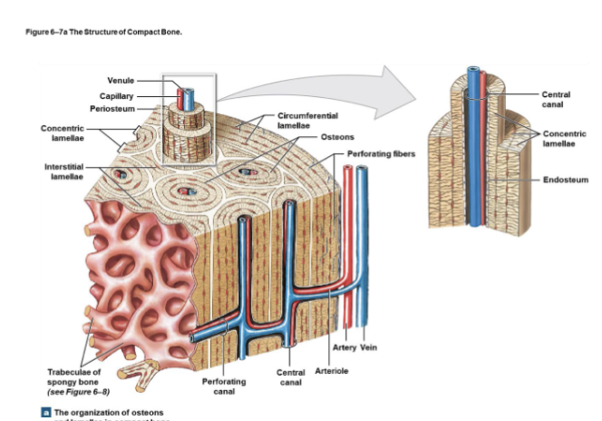 <p>Dense supportive connective tissue containing specialized cells with a solid extracellular matrix containing collagen fibers.</p>