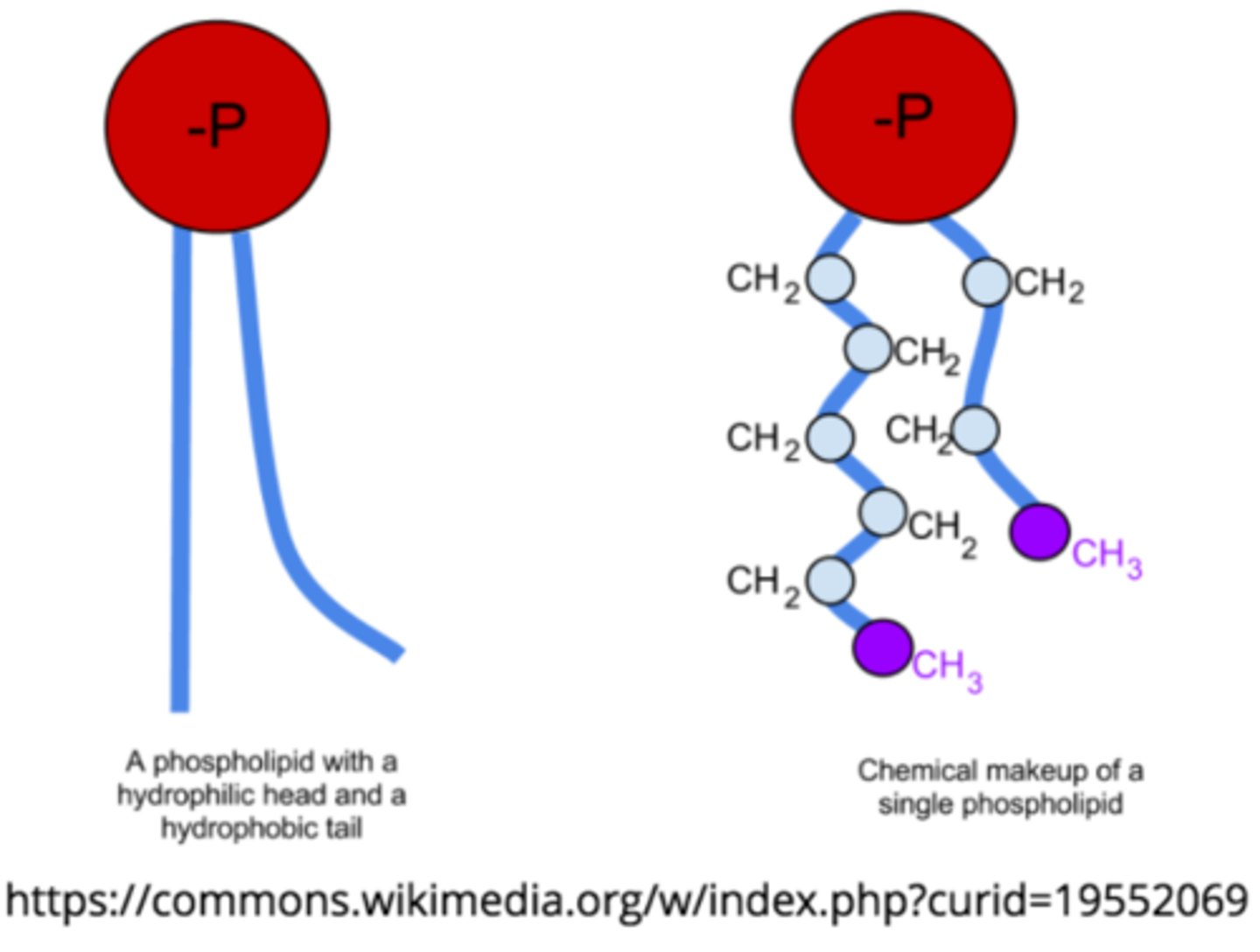 <p>glycerol backbone, two fatty acid tails, and a hydrophilic phosphate group</p>