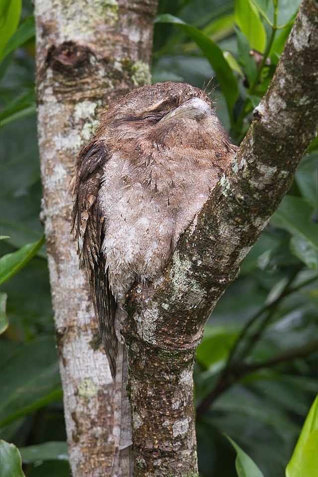 <p><span>a defense mechanism that uses color patterns to help organisms blend in with their surroundings/camouflage. </span></p>