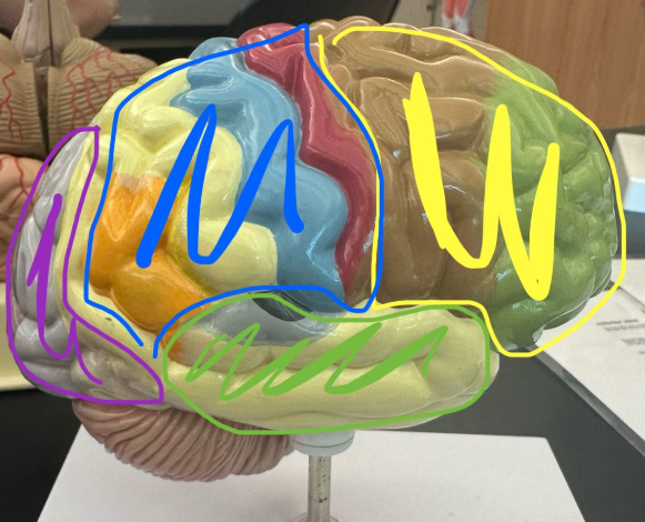 <p>Which lobe is the yellow circle indicating on the human brain?</p>