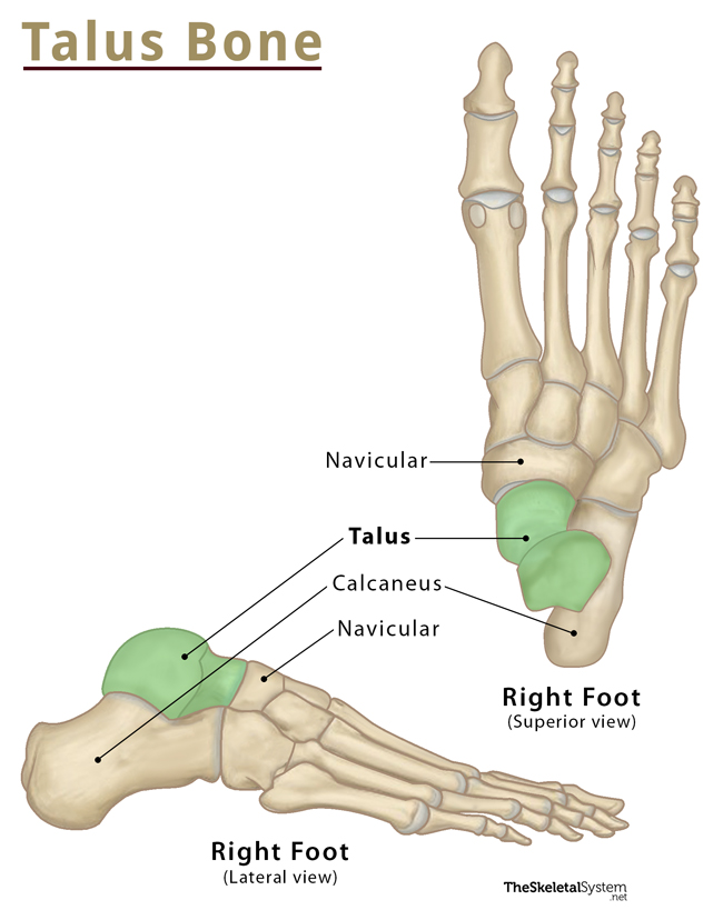 Ankle Bone