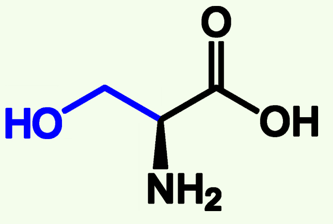<p>Ser (S)</p><p>Polar</p><p>Hydroxyl group (OH)</p><p>Capable of Phosphorylation</p>