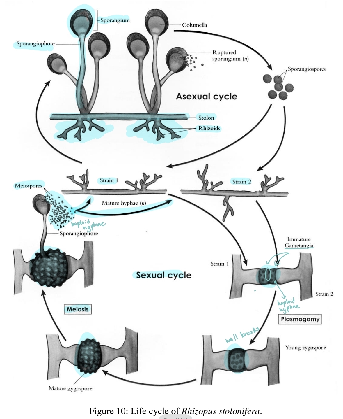 <p>sexual reproduction in zygomycota</p>
