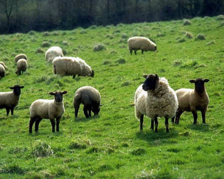 <p>farming of products for sale off the farm (mostly done in more developed countries, requires use of machinery)</p>