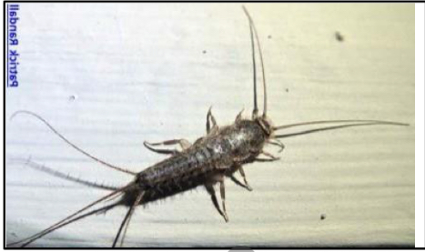 <p>Name the subdivision of metamorphosis of fish moths, a characteristic and its order</p>