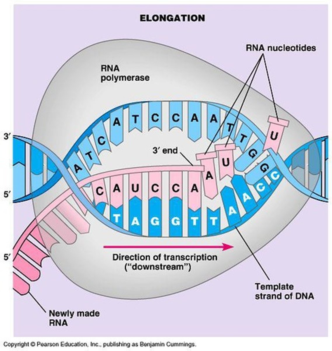 <p>RNA polymerase extends RNA transcript.</p>