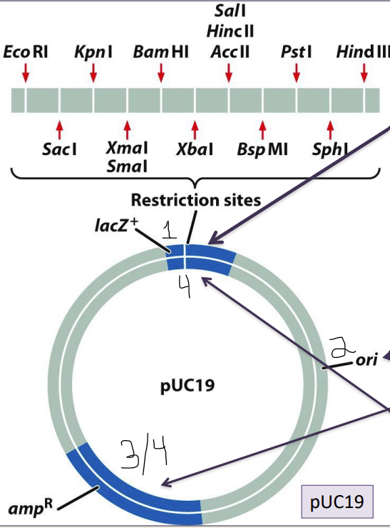 - MCS- Multiple Cloning Site= where your sequence goes (polylinker site)
- 3 Essential Components of A Vector"
1) MCS
2) ori 
3) Selectable marker (amp^R)
4) Screenable marker (Lac+)
-- pUC19=plasmid UC19