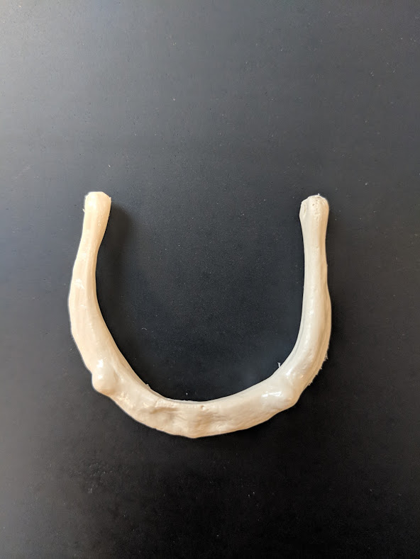 <p>Name this bone</p>