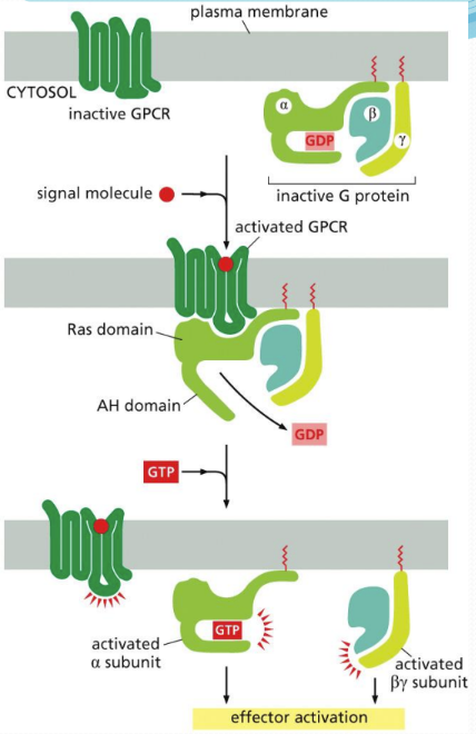 <p><span>Structure = composed of 3 subunits: α, β, &amp; y&nbsp;</span></p><ul><li><p class="Paragraph SCXW121100944 BCX0" style="text-align: left"><span>α (a GTPase) binds GDP and keeps G protein inactive but then releases GDP and binds GTP which activates G protein&nbsp;</span></p></li></ul><p></p>