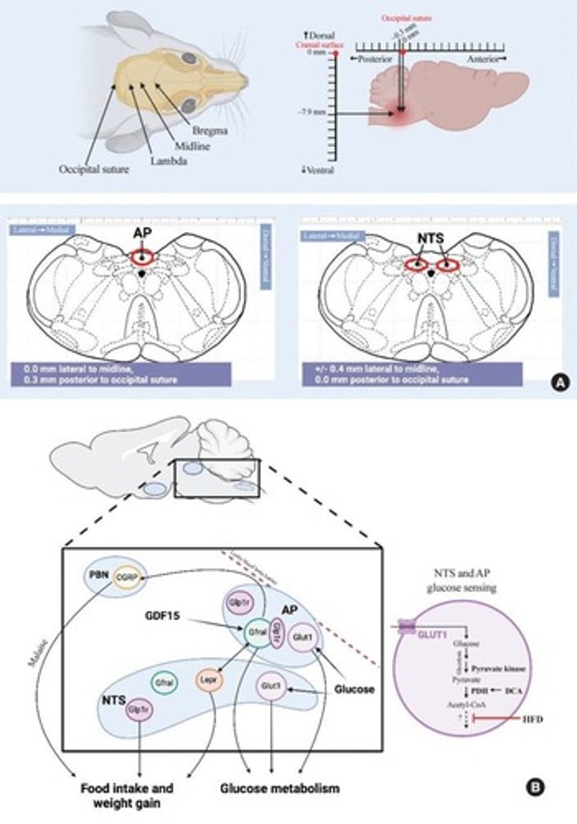 <p>vertical</p><p>gray</p><p>medulla oblongata</p>