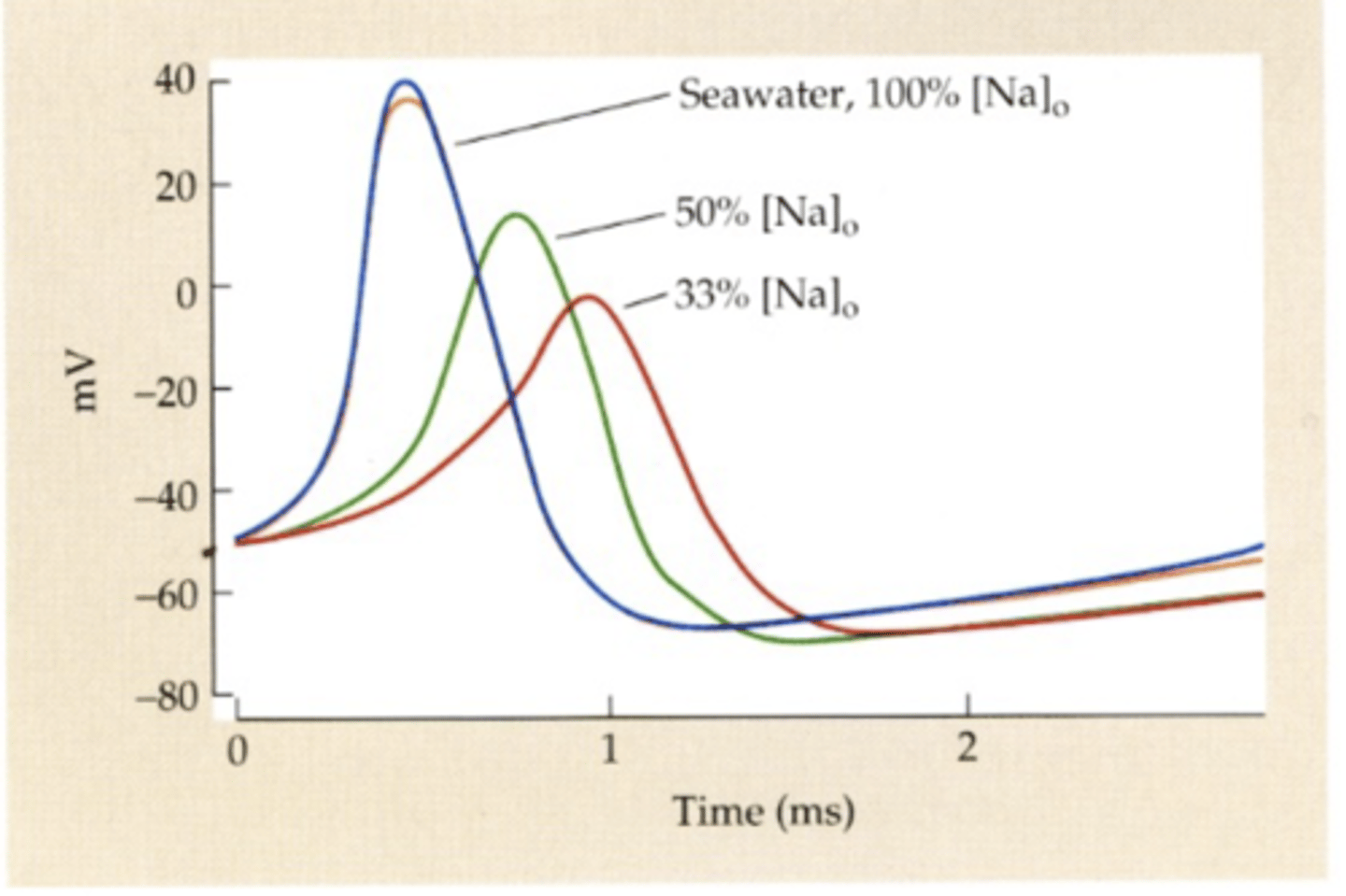 <p>Hodgkin and Huxley</p><p>squid axon</p><p>- at AP peak, transient reversal of membrane potential inside cell / OVERSHOOT</p><p>- due to Na+ -> decreases in extracellular Na+ decreases AP peak</p><p>- IF WAS JUST K+, THERE WOULD BE NO OVERSHOOT</p>