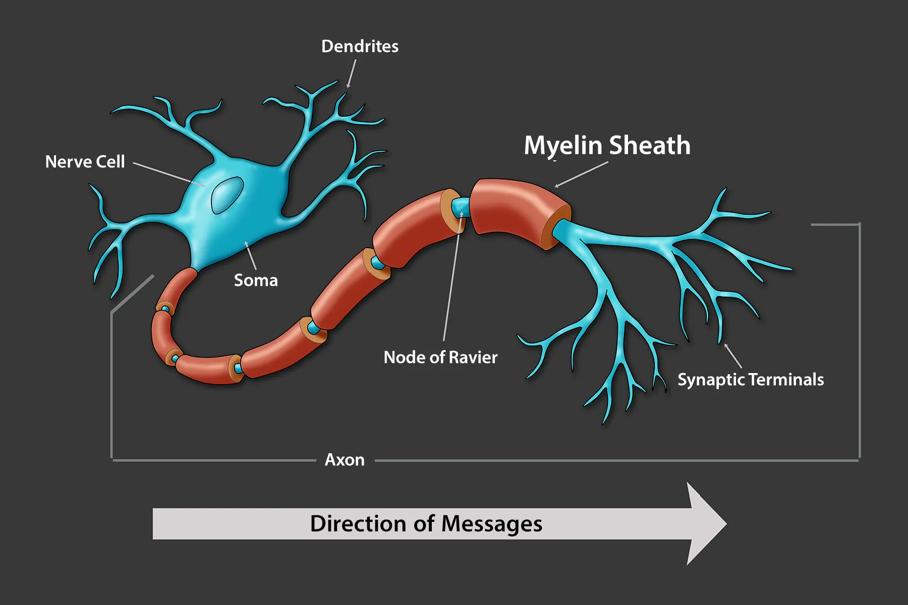 <p>this part wraps the axon and helps WRAP and SUPPORT the axon</p><ul><li><p>maintains/ facilitates “ACTION POTENTIAL”&nbsp;</p></li></ul><p></p>