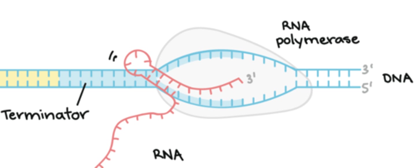 <p>Termination:</p><p>The mRNA will make a hairpin and push RNA polymerase off.</p>