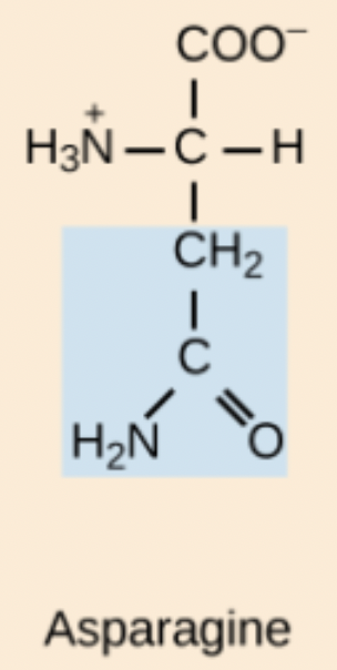 <p>Asn</p>