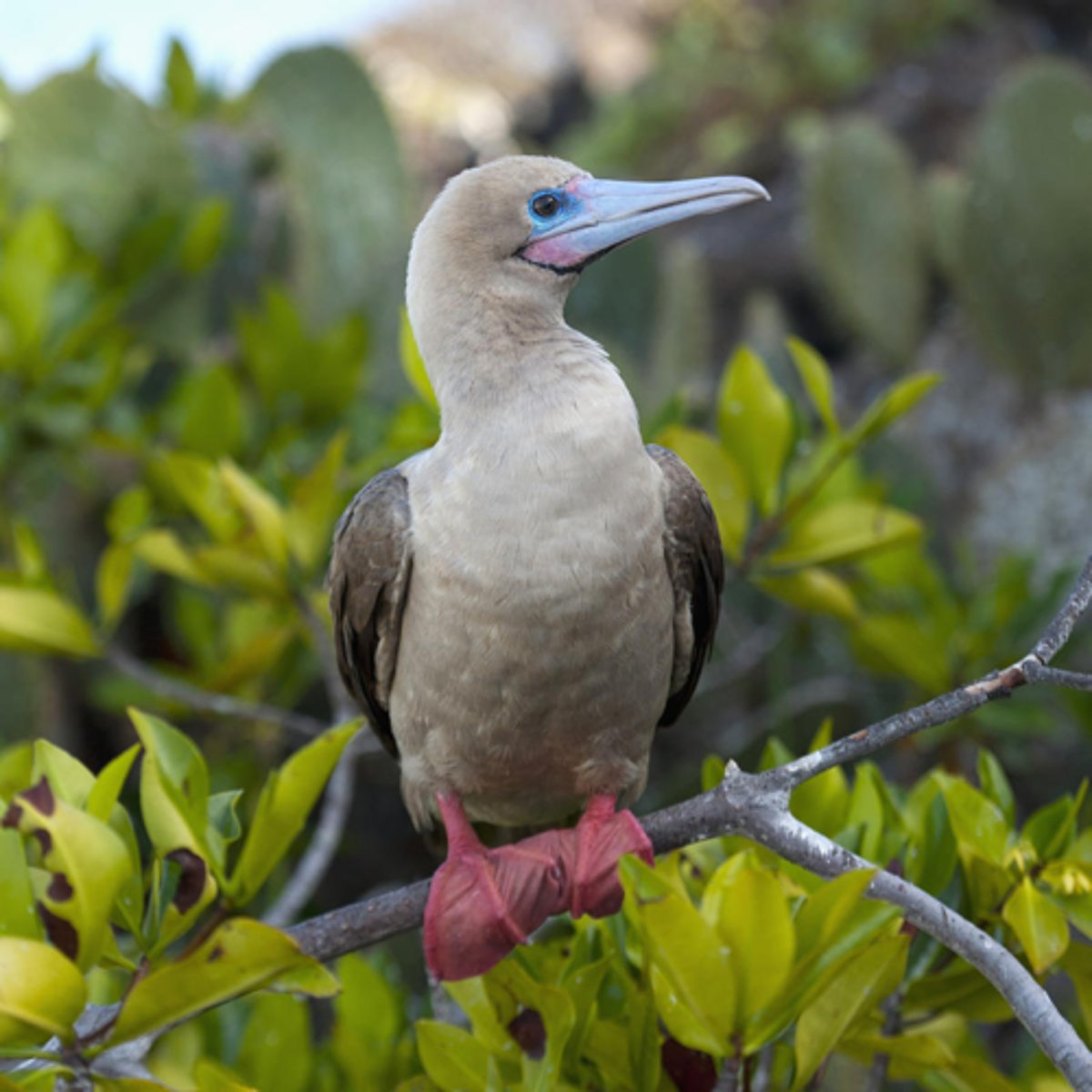 <p>Red-footed Booby (7 facts)</p><p>- 1 Diet/Prey</p><p>- 1 Size/Color</p><p>- 2 Location</p><p>- 1 Reproduction/Displays</p><p>- 2 Other</p>