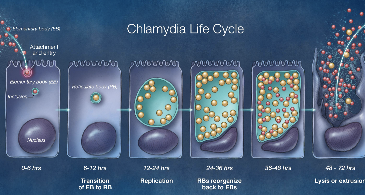 <ol><li><p>reticulate body (active metabolism)</p></li><li><p>elementary body (<span>transit form that goes from one cell to another)</span></p></li></ol><p></p>