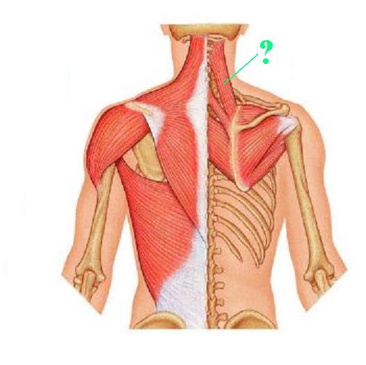 <p><span>Identify the indicated muscle</span></p>