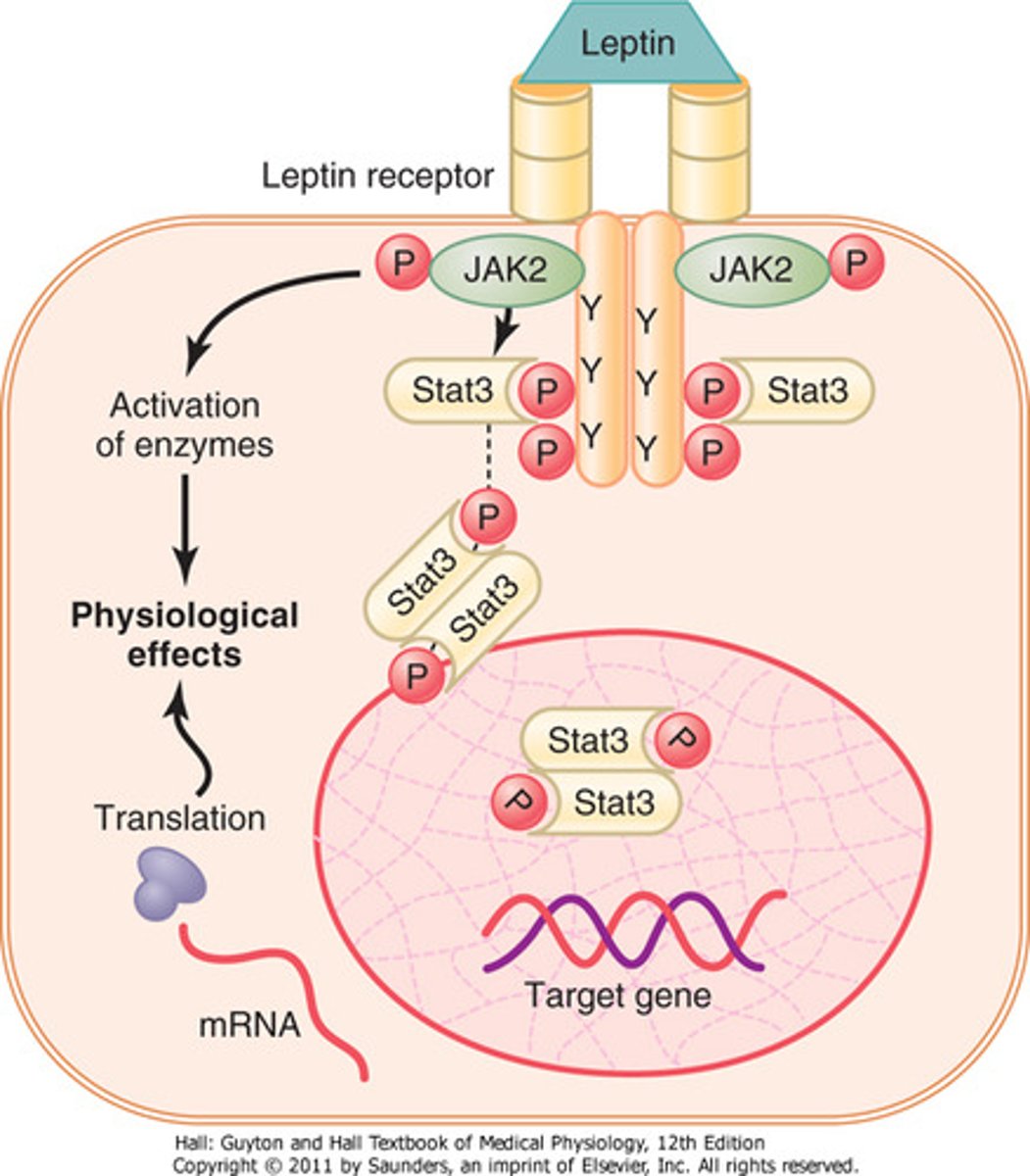 <p>some receptors have intrinsic enzyme activity and don't need 2nd messengers to work</p><p>- enzymatic activity may come directly from the receptor interaction (on cytosolic side) OR from an enzyme closely associated with the receptor</p><p>-ex: leptin receptor, insulin receptor</p>