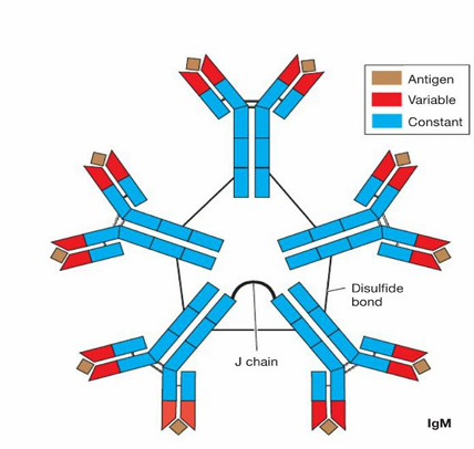 <ul><li><p>pentameric</p></li><li><p>always first Ab to be produced in response to an antigen</p></li><li><p>on surface of B lymphocytes</p></li><li><p>low affinity for antigen</p></li><li><p>very good at agglutination</p></li></ul><p></p>