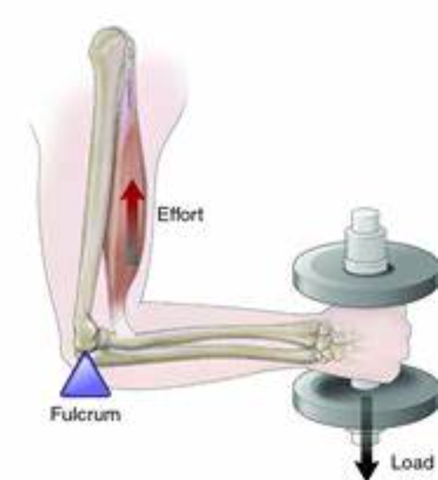 <p>Fulcrum——Effort——Resistance</p>