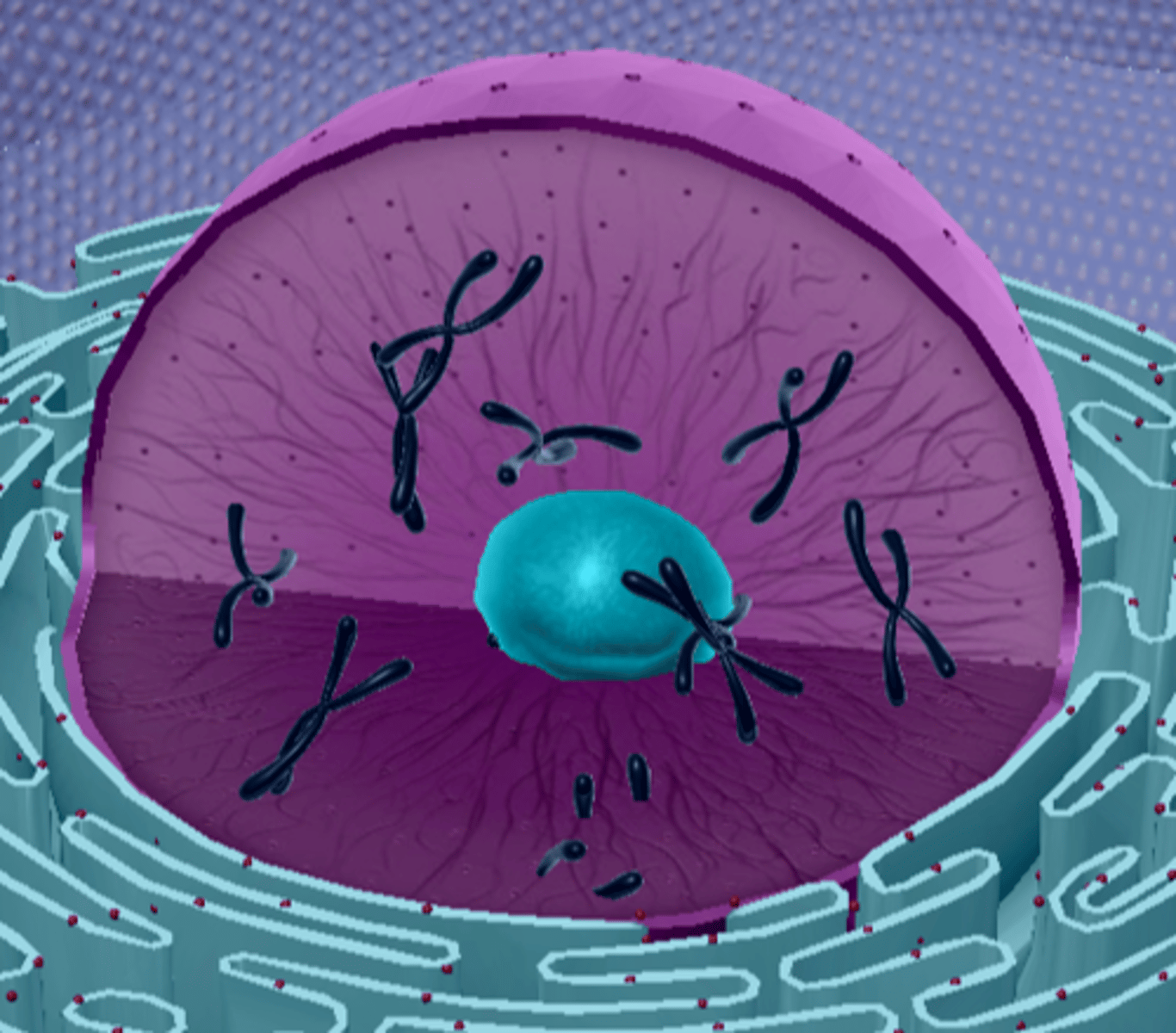 <p>Makes ribosomes</p>