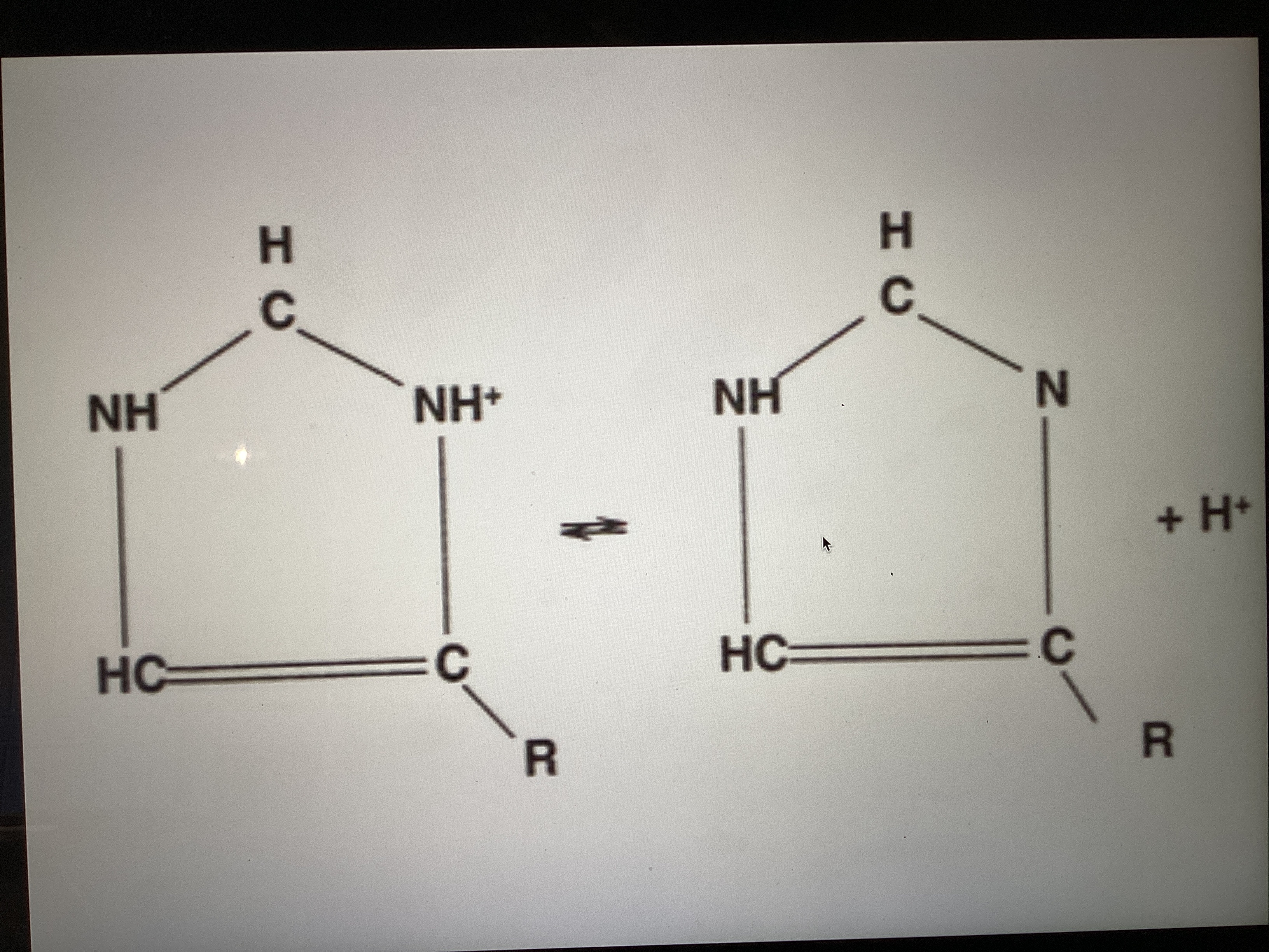 <p><strong>2. Le groupe imidazole de l’histidine dans l’hémoglobine :</strong></p><ul><li><p class="">Le <strong>groupe imidazole</strong> peut <strong>donner ou capter un H⁺</strong>.</p></li><li><p class="">Il y a <strong>38 résidus d’histidine par molécule d’hémoglobine</strong>, ce qui donne une <strong>très grande capacité tampon</strong>.</p></li></ul><p></p>