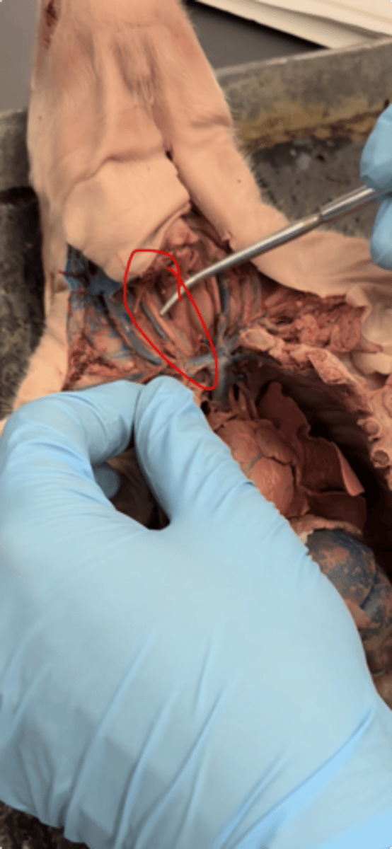 <p>head and brain</p>