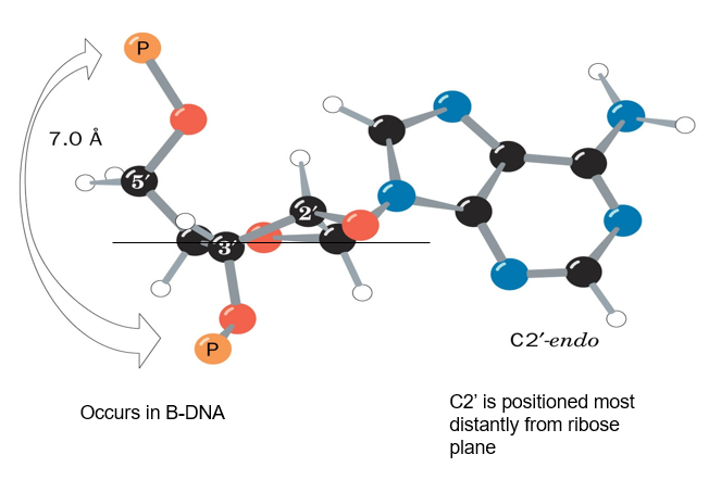 <p>C2-endo’:</p><ul><li><p>C2 most distant from deoxyribose plane</p></li><li><p>7A between connecting phosphates</p></li></ul><p></p>