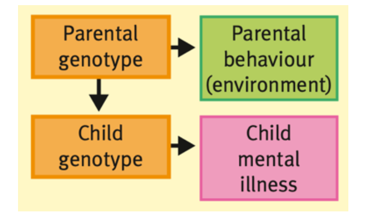 the association between the $$genotype a child inherits from his/her parents and the environment in which the child is raised. I$$n this case, the relationship between a child’s environment and psychiatric illness is confounded by @@parental genotype@@, which: 

* Directly contributes to a child’s genotype, which predisposes the child to psychiatric illness
* Brings about the child’s environment via the parents’ behaviour. 

\
→ parents with a history of antisocial behaviour both contribute to the child’s genotype (antisocial behaviour is moderately heritable) and are at increased risk of abusing their children

→ if parents are socially isolated due to SAD, it will lead the child towards low social skills, which might be related to a child developing SAD later  

GENETICS → ENVIRONMENT